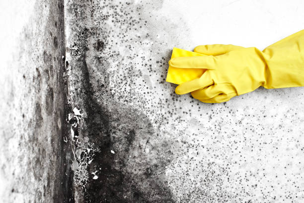 Crawl Space Mold Removal in Tuskegee, AL