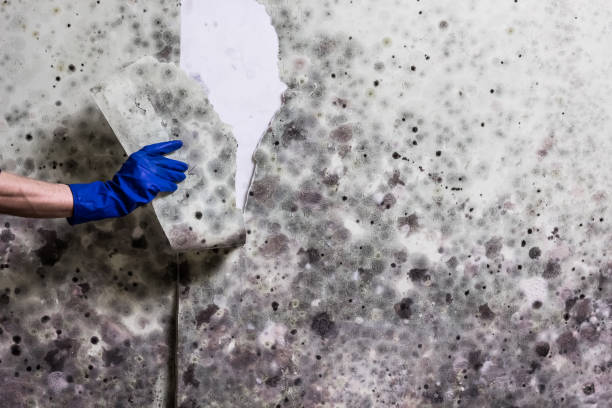 Best Certified Mold Removal  in Tuskegee, AL