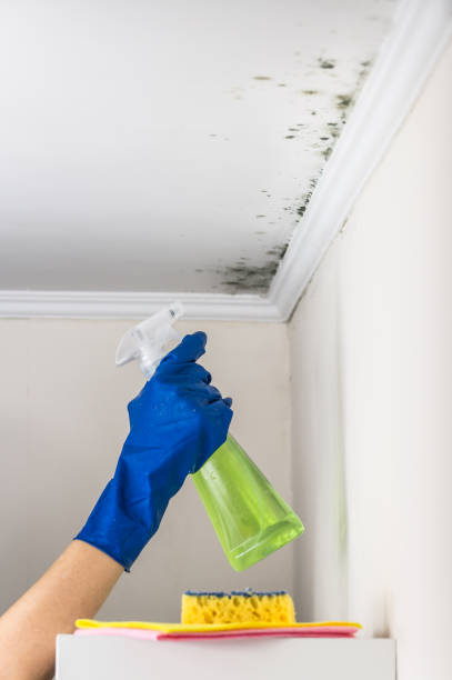 Best Commercial Mold Removal  in Tuskegee, AL