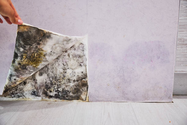 Best Fast Mold Removal  in Tuskegee, AL